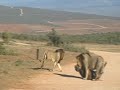 Lions Kill Two Buffalo In Addo Reserve South Africa images Lions Kill Two Buffalo In Addo Reserve South Africa