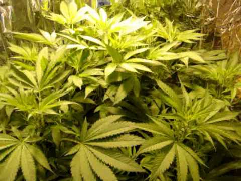 Hashish Flower