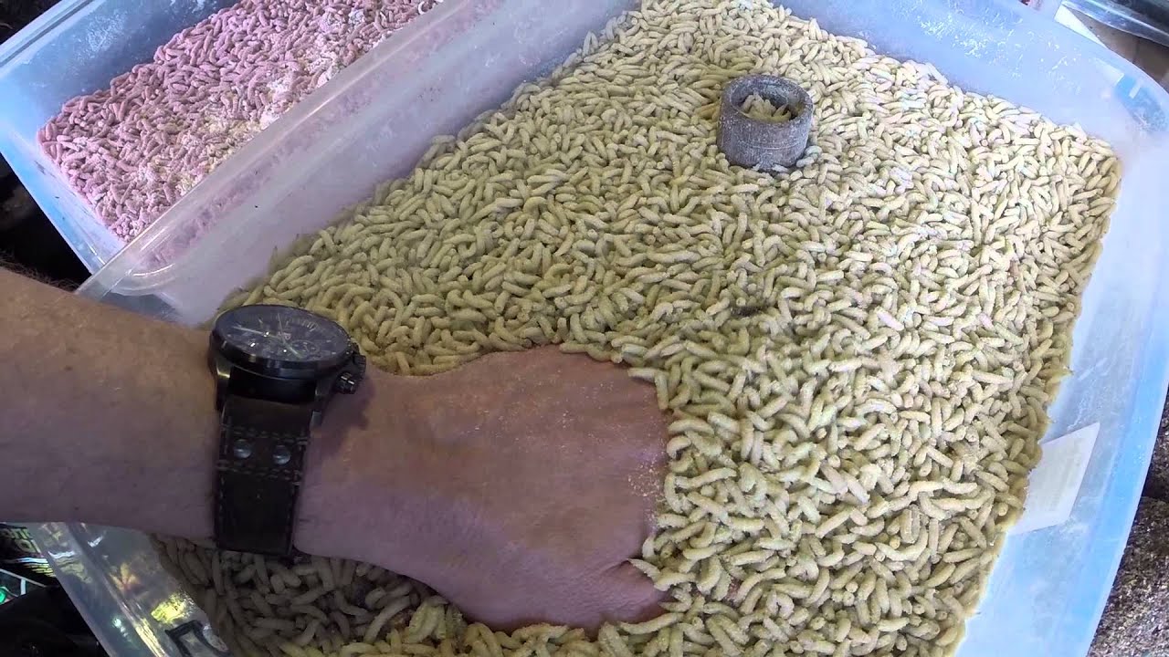 Для рыбалки своими руками червяк Для рыбалки своими руками червяк
