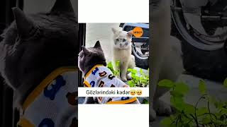 Whatsapp Ucun Maraqli, Mənali Statuslar ,Status Ucun Sevgi Videolari, Qəmli̇ Whatsapp Statuslari 2025