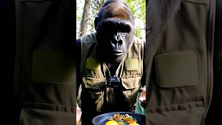 Gorilla Goes Camping Alone And Cooks Like A Pro