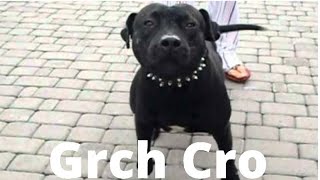 Grch Croata -The European In