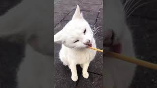 Kedi Snap Videos