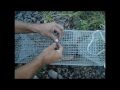 Trapping Crawfish