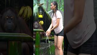 Sheltering With Nature She Shares The Rain With An Orangutan