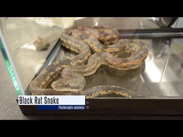 Watch Non Venomous Snakes Identification in Oklahoma and a Dutch Oven Cooking Recipe on YouTube.
