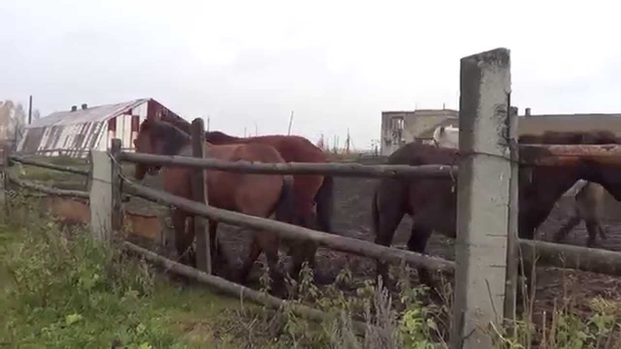 Секс У Селі Відео