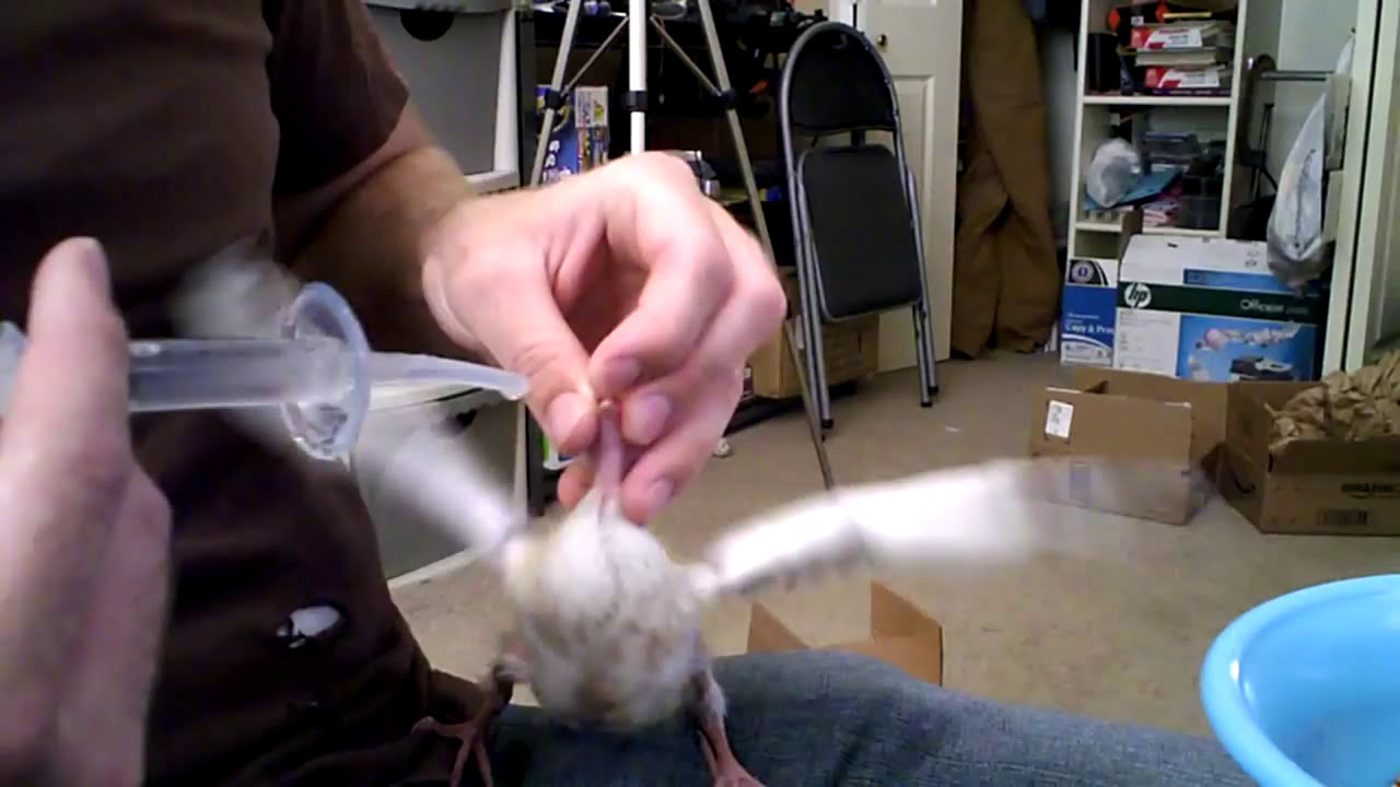 how to feed a baby pigeon with bird feed youtube how to feed a baby pigeon with bird feed youtube