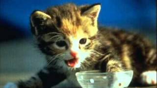 Moby - Little Idiot 1996 - 03 - Walnut