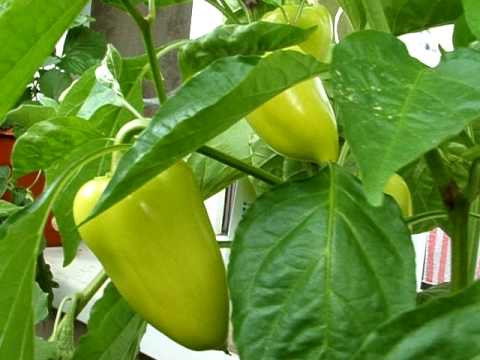 Как вырастить помидоры на балконе how to grow tomatoes on the balcony.