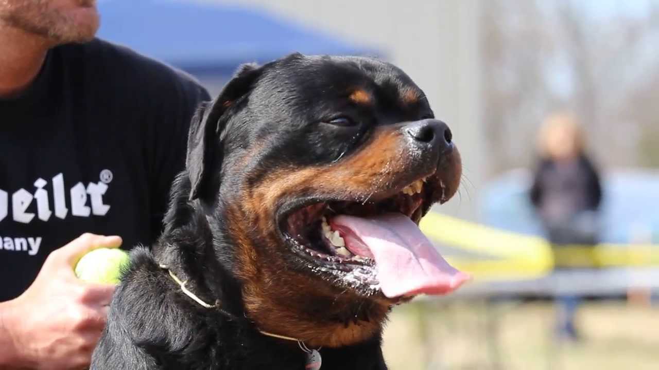 serbian rottweiler tito earl antonius rottweiler chion from serbia earl antonius kennel serbian rottweiler tito earl antonius rottweiler chion from serbia earl antonius kennel