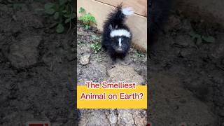 This Cute Animal Has A Secret Weapon