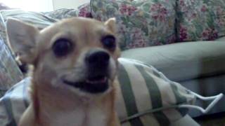 Dog Autotuned