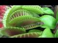 Venus Flytrap catches an insect