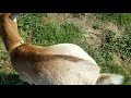 Vienna/Honor Nigerian Dwarf goats mating 9/22/19