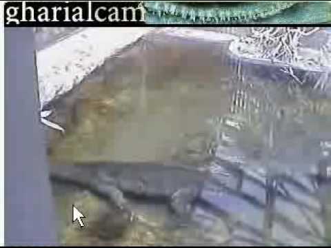 National Zoo Webcam