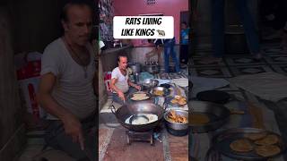 Rats In India Living Like Royalty Rats In The Kitchen