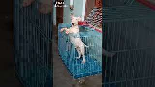Double Parrot Bullterrier Son Of Direct Import Pisco