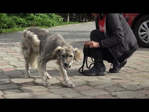 Homeless Dog Runs Toward Us Trying To Ask For Help