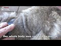 Homeless Dog Runs Toward Us Trying To Ask For Help