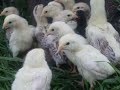 Asil (chicken)