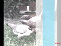 Asil (chicken)