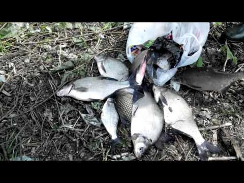 фидер на суре видео фидер на суре видео