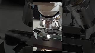 Zoom 1000X Bakteri Di Celana Dalam Yang Kotor
