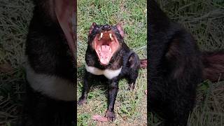 Simpaticul Diavol Tasmanian