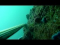 Chasse sous Marine - Afrique du Nord
