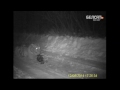 Тыгр Пуціна з'еў сабаку /   Infrared cameras record Putin's tiger eating dog