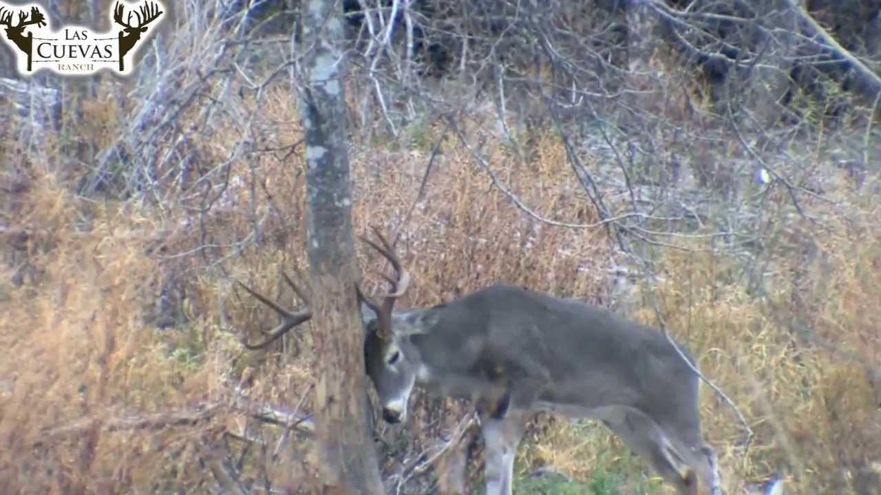 Whitetail deer scrapes during the rut Las Cuevas Ranch (Mexico) YouTube