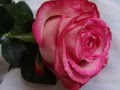 ♥ Ernesto Cortazar - Autumn rose... ♥