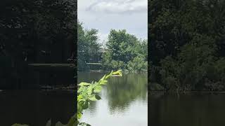 That New Pond Feeling.