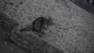 A few scenes from a walk in Istanbul