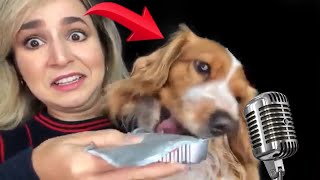 Asmr Com Meu Cachorro With My Dog