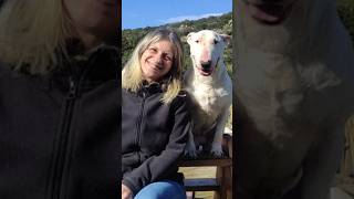 Tips For New Bull Terrier Owners