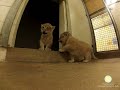 Watch: Smithsonian's Lions Cubs Gopro Video Smithsonian's Lions Cubs Gopro Video