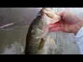 Topwater Largemouth Bass Fishing with Frogs. 6 Pounds 8oz.