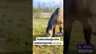The Horse Was Afraid Of The Tortoise, Horse Afraid,Dog Afraid, At, Tosbağa, Kaplumbağa