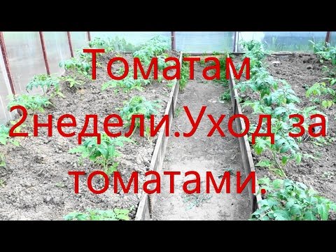 Как ухаживать за рассадой помидор после высадки в теплицу 35
