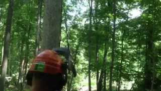 Big white oak