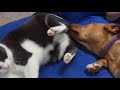 Dog Licks Cat Butt