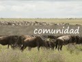 Conceptos individuo, poblacion y comunidad.wmv