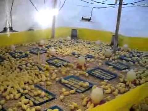 Выращивание бройлеров кобб в домашних условиях Выращивание бройлеров кобб в домашних условиях