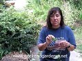 How to Propagate a Passion Flower Vine through Tip Layering