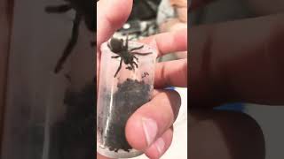 Baby Tarantula