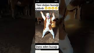 Inek Dans Ediyor