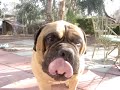 Bullmastiff Jack Best Dog Tricks #3