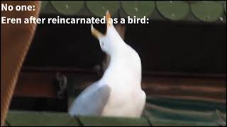 Huge Spoiler Eren After Reincarnated As A Bird